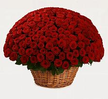 Премиум букет из: Розы в Моздоке